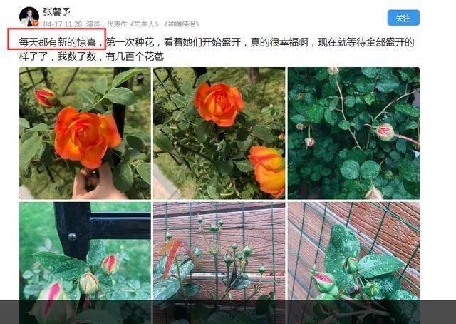 李晨维权败诉申请二审遭群嘲，前女友张馨予发文太扎心