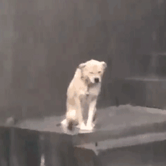 thread_240482522940733_20200422104805_s_398891_w_240_h_240_26305.gif